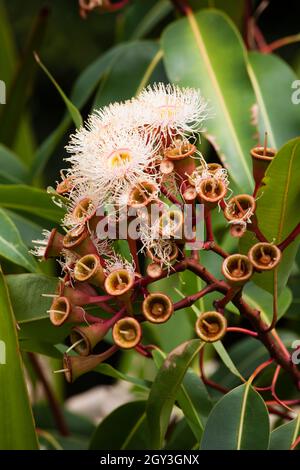 Blühendes Gummi. Corymbia ist eine relativ junge Gattung (früher in Eukalyptus) von etwa 110 immergrünen Baumarten, allgemein bekannt als „Blutwälder“, Stockfoto