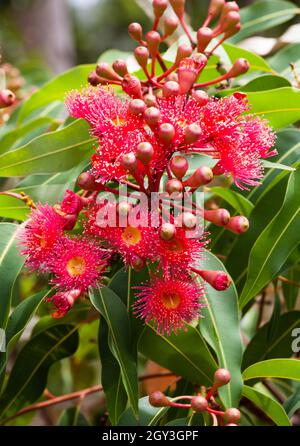 Blühendes Gummi. Corymbia ist eine relativ junge Gattung (früher in Eukalyptus) von etwa 110 immergrünen Baumarten, allgemein bekannt als „Blutwälder“, Stockfoto