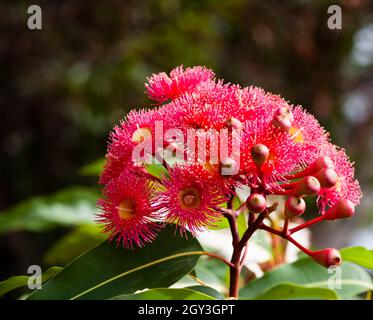 Blühendes Gummi. Corymbia ist eine relativ junge Gattung (früher in Eukalyptus) von etwa 110 immergrünen Baumarten, allgemein bekannt als „Blutwälder“, Stockfoto