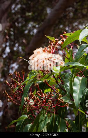 Blühendes Gummi. Corymbia ist eine relativ junge Gattung (früher in Eukalyptus) von etwa 110 immergrünen Baumarten, allgemein bekannt als „Blutwälder“, Stockfoto