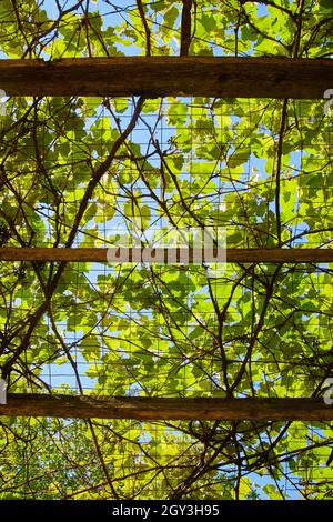 Blick nach oben durch Gitter mit grünen Reben Stockfoto