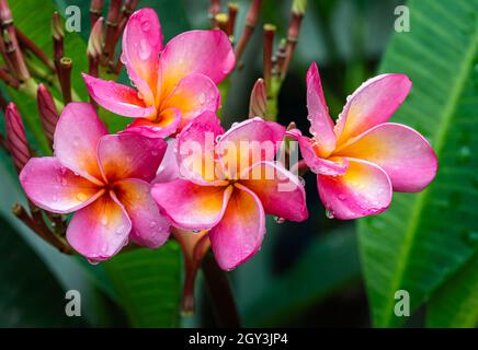 Nahaufnahme wunderschöne blühende Frangipani Blume, rosa und gelb blühende Frangipani Blume nach Regen, Wasser tropft auf das Blütenblatt. Stockfoto