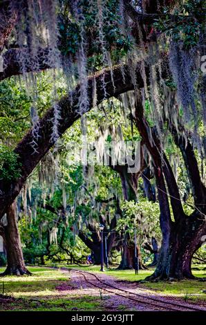 Am 14. November 2021, in New Orleans, Louisiana, schlängelt sich eine kleine Eisenbahnstrecke zwischen moosbewachsenen, lebenden Eichen im New Orleans City Park. Stockfoto