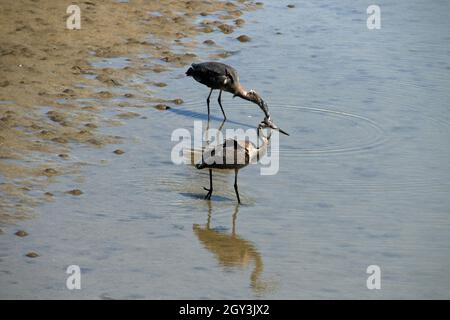 Zwei große Blaureiher watten in einem Gezeitenbecken Stockfoto