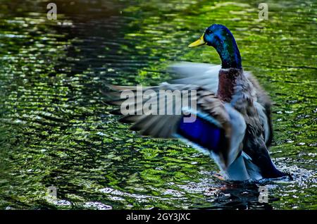 Eine Stockente schwimmt in der Nähe von Goldfish Island im New Orleans City Park, 14. November 2015, in New Orleans, Louisiana. Der 1,300 Hektar große öffentliche Park wurde gegründet Stockfoto