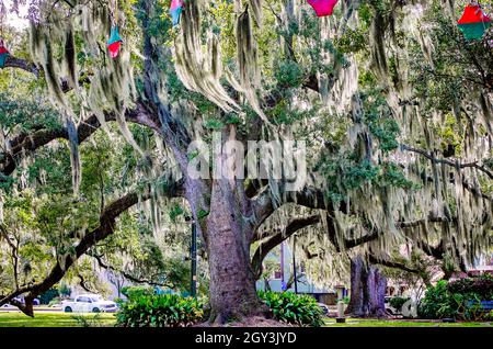 Im New Orleans City Park, 14. November 2021, in New Orleans, Louisiana, stehen lebende Eichenbäume mit Moos drapiert. Der 1,300 Hektar große öffentliche Park wurde 1854 gegründet. Stockfoto