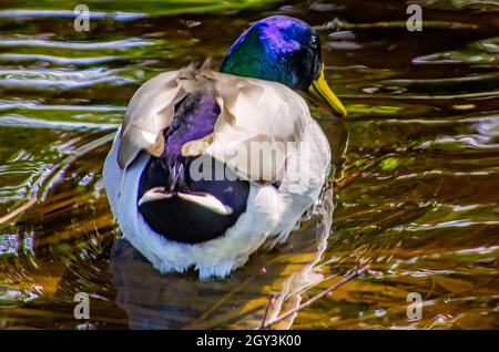 Eine Stockente schwimmt in der Nähe von Goldfish Island im New Orleans City Park, 14. November 2015, in New Orleans, Louisiana. Stockfoto