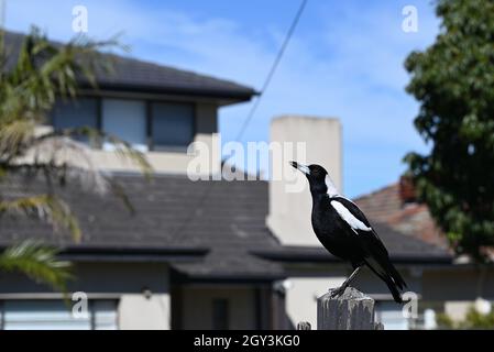 Australische Elster singen, während sie auf einem Fencepost sitzen, mit einem beigefarbenen Haus im Hintergrund Stockfoto