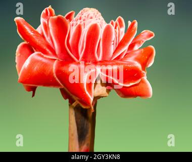 Die Fackel-Ingwerlilie Etlingera elatior ist eine auffällige Ergänzung der tropischen Landschaft, da es sich um eine große Pflanze mit einer Vielzahl ungewöhnlicher, farbenfroher Blüten handelt Stockfoto
