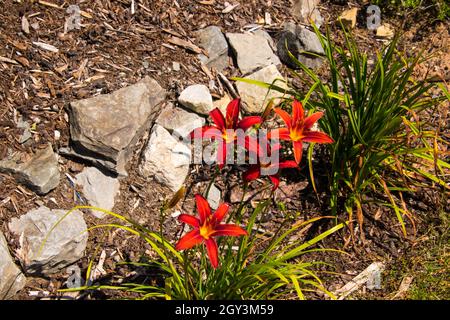 Drei orangefarbene Taglilien in einem Fleck Mulch neben weißen Felsen Stockfoto