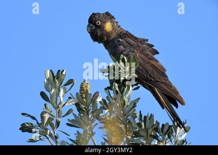 Erwachsener männlicher gelber schwarzer Cockatoo in einem Banksia-Baum in NSW, Australien Stockfoto