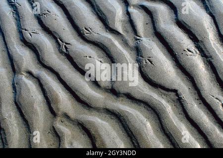 Sandrücken an einem Strand bei Ebbe mit Möwenfußabdrücken. Stockfoto