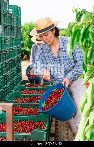 Asiatische Frau bulking Kirschen in die Kisten Stockfoto