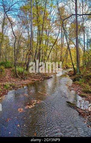 Der Fluss fließt sanft zwischen dünnen hohen Bäumen tiefer in den Wald Stockfoto