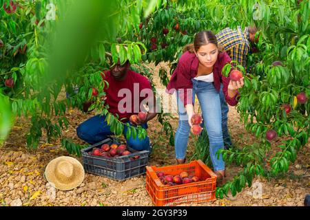 Positive Frau im Garten beschäftigt, Kommissionierung frische reife Pfirsiche Stockfoto