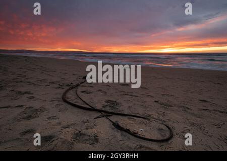 Sonnenuntergang am Strand mit Bullenkelp Stockfoto