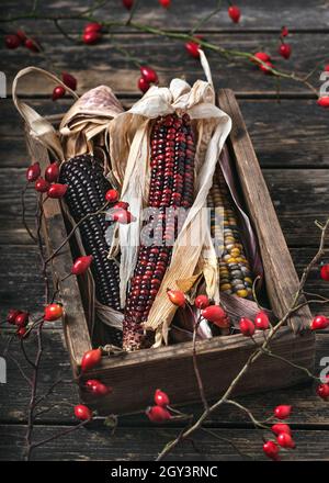 Stil Leben mit getrockneten Mais indischen Koben in verschiedenen Farben und Rose Hüfte Zweige in einer alten Holzkiste. Rustikaler Stil. Stockfoto