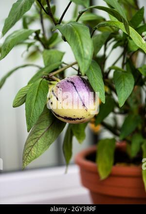 Bio-gestreifte lila Auberginen mit essbaren Früchten der Aubergine Pflanze, die in einem Blumentopf auf dem Balkon wächst. Stockfoto