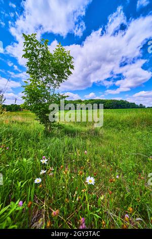 Grüner einbunter Baum auf natürlichem Grasfeld gegen blauen Himmel Stockfoto