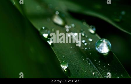 Wasser tropft auf einen grünen Grashalm Stockfoto