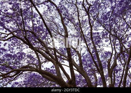 Schöner Jacaranda Baum in Australien Stockfoto