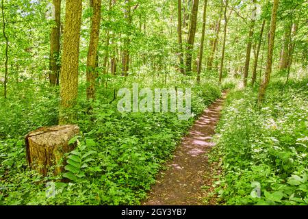 Einfacher Feldwanderweg durch üppig grünen Wald Stockfoto