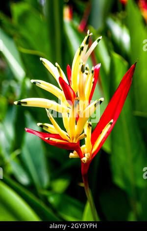 Heliconia psittacorum (Papageienschnabel, Papageienblüte, Papageienblüte, Papageienwegerich, falscher Paradiesvögel) ist ein ausdauerndes Kraut, das im C beheimatet ist Stockfoto