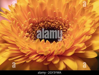 Nahaufnahme der schönen orangefarbenen Gerbera Blume in der Natur Stockfoto