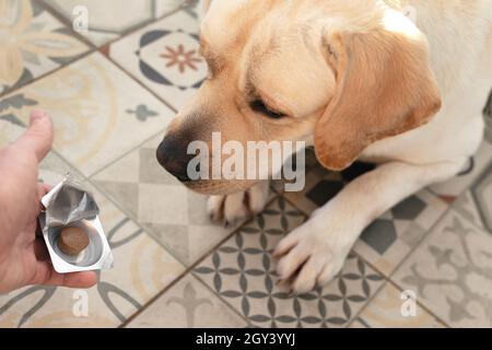 Nahaufnahme eines Mannes, der seinem Hund zu Hause eine medizinische Pille gab. Konzept der Tiergesundheit. Zugeschnittenes Bild einer männlichen Hand. Flacher Innenraum. Draufsicht Stockfoto