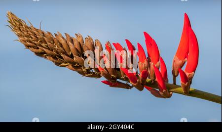 Heliconia psittacorum (Papageienschnabel, Papageienblüte, Papageienblüte, Papageienwegerich, falscher Paradiesvögel) ist ein ausdauerndes Kraut, das im C beheimatet ist Stockfoto