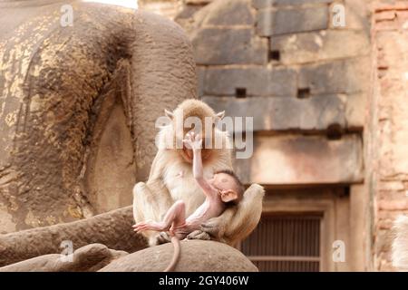 Die Augen des kleinen Affen, der Affensoldaten von Rama, Affe und Buddha Stockfoto