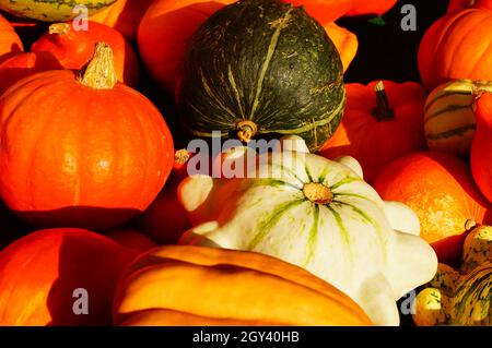 Bunte essbare Kürbisse werden auf einem Markt angeboten. Stockfoto