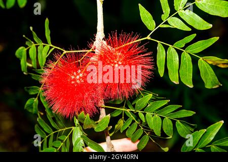 Puderbläschen (Calliandra haematocephala) sind mittelgroße Sträucher mit breit ausladenden Ästen. Sie werden hauptsächlich für ihren großen flauschigen Pomp angebaut Stockfoto