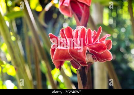 Birmanische rosa Fackel Ginger Etlingera elatior, Blumen leicht. Gute Schnittblume. Die ungeöffneten Knospen der Blüten sind essbar und werden oft in Suppen, Cu, verwendet Stockfoto