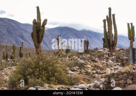 Typische Landschaften des Nordens Argentiniens Stockfoto