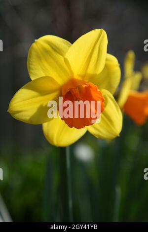 Leuchtend gelb und orange Daffodil - Jetfire Stockfoto