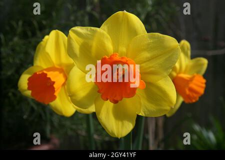 Daffodil Jetfire Sorte Stockfoto