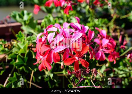 Leuchtend rote Pelargonium-Blüten, bekannt als Geranien oder Storchschnäbel und frische grüne Blätter in kleinen Töpfen vor einem alten Holzhaus an einem sonnigen Tag Stockfoto