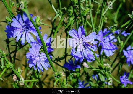 Lebhafte blaue Blume der wilden gewöhnlichen Zichorien-Pflanze, auf einer Wiese an einem sonnigen Sommertag Stockfoto