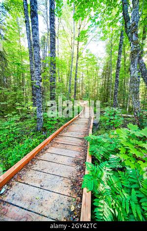 Kleiner Waldwanderweg durch den schönen grünen Wald Stockfoto