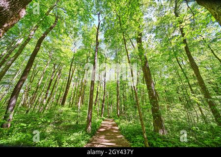 Lebendige grüne Bäume durch den Wald mit einfachem Feldwanderweg Stockfoto