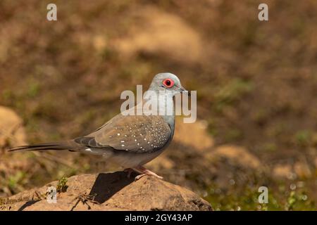 Diamond Dove, Geopelia cuneata, Porträt mit gesprenkelten Flügeln im Outback Zentralaustraliens, das kurz vor einem Wasserloch zu trinken ist. Stockfoto