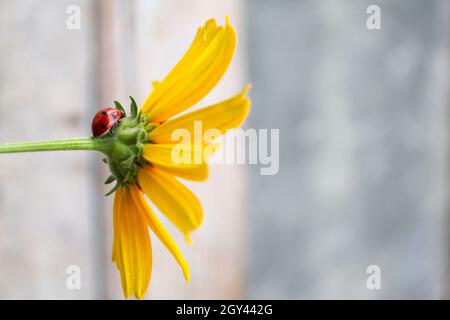 Coccinelidae ist eine weit verbreitete Familie von kleinen Käfer, die sich erstrecken. Marienkäfer auf einer gelben Blume Nahaufnahme Stockfoto