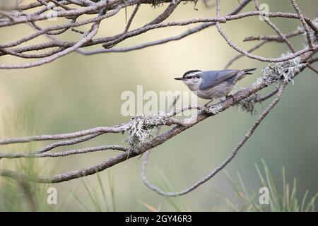 Korsischer Nuthatch - Korsenkleiber - Sitta whicheadi, Frankreich (Korsika), Erwachsener, männlich Stockfoto