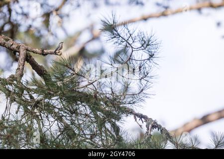 Korsischer Nuthatch - Korsenkleiber - Sitta whicheadi, Frankreich (Korsika), Erwachsener, männlich Stockfoto