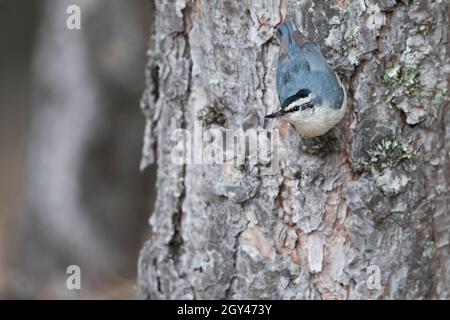 Korsischer Nuthatch - Korsenkleiber - Sitta whicheadi, Frankreich (Korsika), Erwachsener, männlich Stockfoto