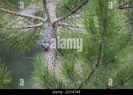 Korsischer Nuthatch - Korsenkleiber - Sitta whicheadi, Frankreich (Korsika), Erwachsener, männlich Stockfoto