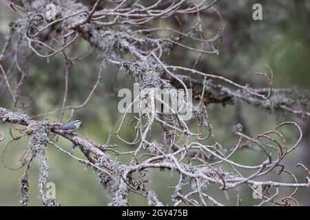 Korsischer Nuthatch - Korsenkleiber - Sitta whicheadi, Frankreich (Korsika), Erwachsener, männlich Stockfoto