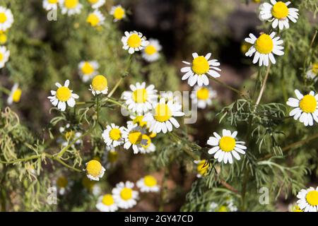 Bio-Kamille blühte im Frühjahr Stockfoto