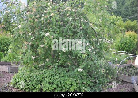 Im Mai blüht die weinende europäische Bergasche (Sorbus aucuparia Pendula) inmitten eines Gemüsegartens mit erhöhten Beeten in einem Garten Stockfoto